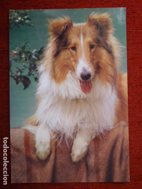 Postais: POSTAL ANIMALES: PERRO ED. CYZ 7611/29-C