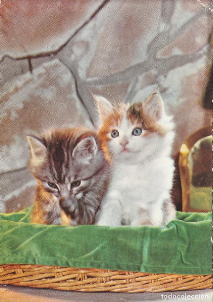 Postais: POSTAL GATO / GATOS -  2 GATITOS - S / 538  -  ED  SAEMEC  - ITALIA -  ESCRITA