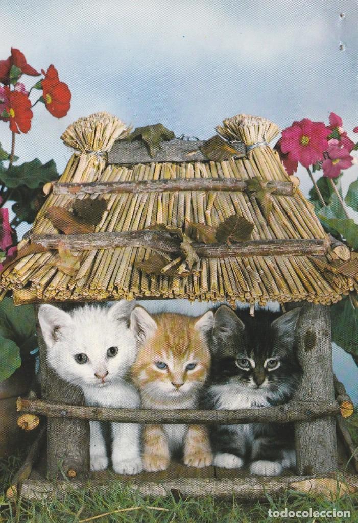 Cartes Postales: POSTAL GATO / GATOS - 3 GATITOS  - ED. C Y Z - A&Ntilde;O 1967 - NUEVA