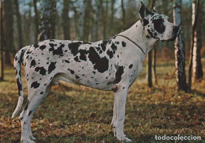 Cartes Postales: POSTAL PERRO / PERROS - R 535 - ROTALCOLOR - ROTALFOTO MILANO ITALIA - NUEVA