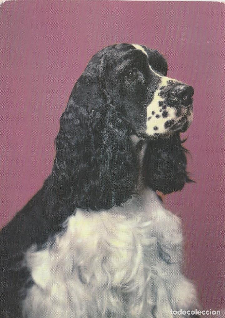 Cartes Postales: POSTAL PERRO / PERROS - R 117 - ROTALCOLOR - ROTALFOTO MILANO ITALIA - NUEVA
