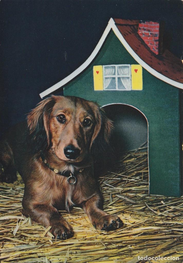 Cartes Postales: POSTAL PERRO / PERROS - CECAMI - 288 -  ITALIA - NUEVA