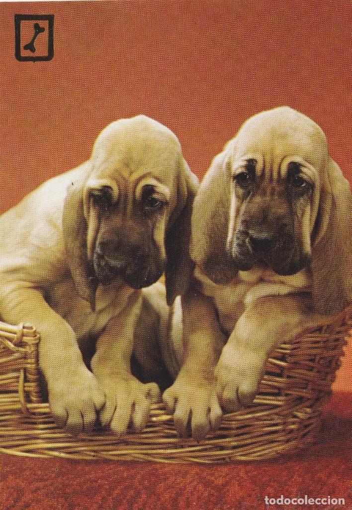 Cartes Postales: POSTAL PERRO / PERROS - SERIE 3105/ 1 - HERMANOS GEMELOS - ESCUDO ORO - A&Ntilde;O 1976 - NUEVA