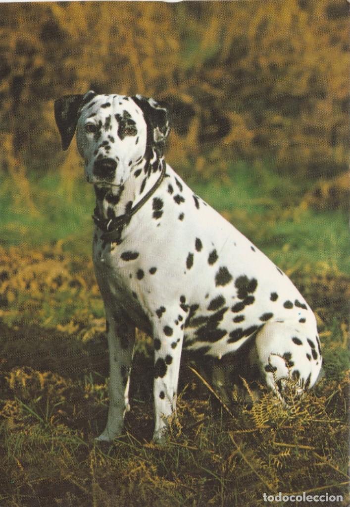Cartes Postales: POSTAL PERRO / PERROS - COLECCION PERLA - 498/2 - PAGSA - A&Ntilde;O 1982 - ESCRITA
