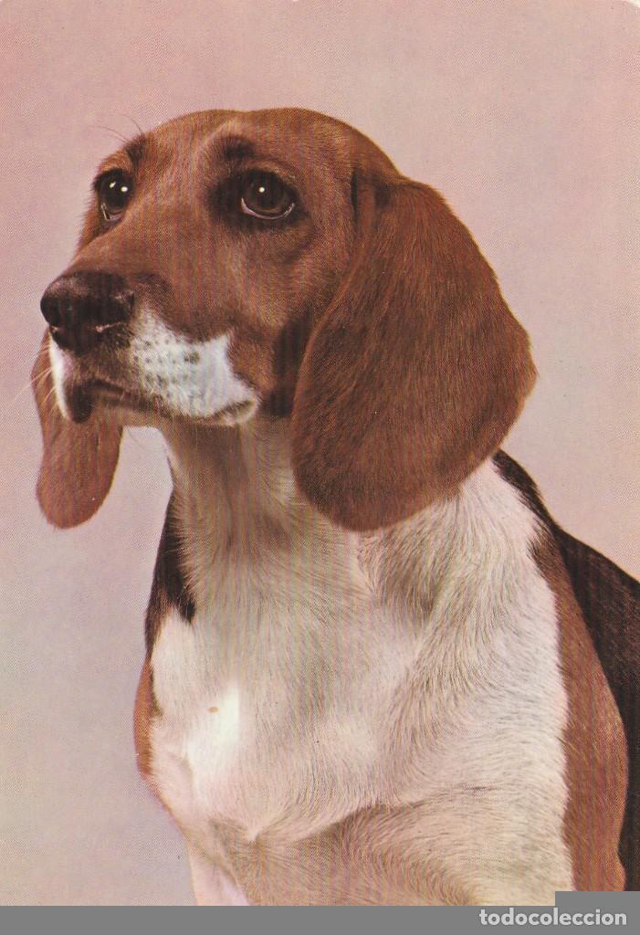 Cartes Postales: POSTAL PERRO / PERROS - BEAGLE PUPPY - 1500/1 - TECNICROM  - A&Ntilde;O 1968 -  NUEVA