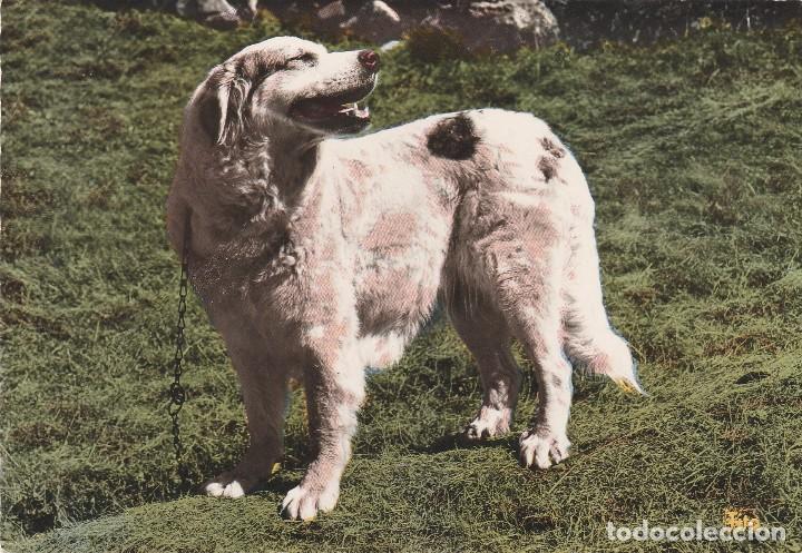 Cartes Postales: POSTAL PERRO 1087 CHIENNE DES PYRENEES GUARDIAN REBA&Ntilde;OS - VALLEE D&acute;AURE BROMOCOLOR - FRANCIA - NUEVA