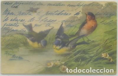 Cartes Postales: POSTAL DE ANIMALES. PAJARITOS   P-ANI-041