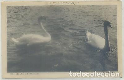 Cartes Postales: POSTAL DE ANIMALES. LE LAC DU BOURGET. LES CYGNES   P-ANI-045