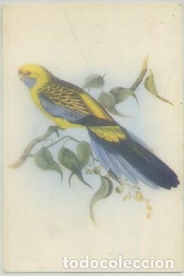 Cartes Postales: POSTAL DE ANIMALES. PLATYCERCUS FLAVEOLUS. J. GOULD   P-ANI-047
