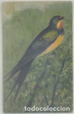 Postales: POSTAL DE ANIMALES. AVE    P-ANI-048 - Foto 1