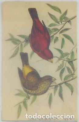 Cartes Postales: POSTAL DE ANIMALES. PAJAROS   P-ANI-055