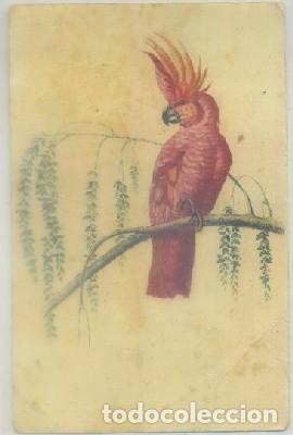 Cartes Postales: POSTAL DE ANIMALES. KAKATOES O HUPPE JAUNE   P-ANI-056