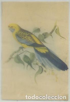 Cartes Postales: POSTAL DE ANIMALES. PLATYCERCUS   P-ANI-058