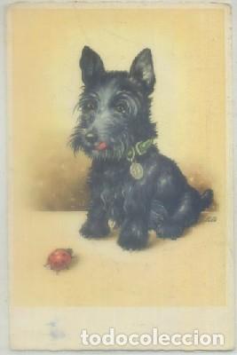 Cartes Postales: POSTAL DE ANIMALES. PERRO   P-ANI-059