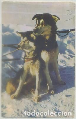 Cartes Postales: POSTAL DE ANIMALES. PERROS   P-ANI-060