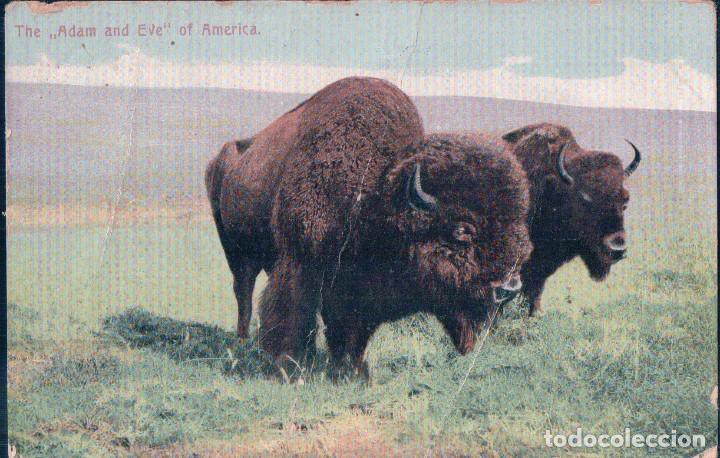 Cartes Postales: The Adam and Eve of America showing bison