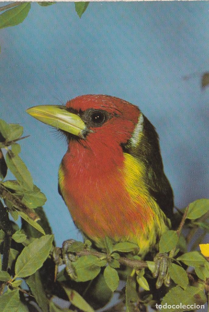 Cartes Postales: POSTAL AVES - PAJAROS / PAJARO - N&ordm; 1 BARBUDO DE CABEZA ROJA - IND. GRAF. BERGAS - A&Ntilde;O 1970 NUEVA
