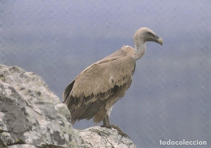 Postales: POSTAL AVES - PAJAROS / PAJARO - BUITRE LEONADO - FONDO NATURAL - J L RODRIGUEZ - A&Ntilde;O 1994 NUEVA