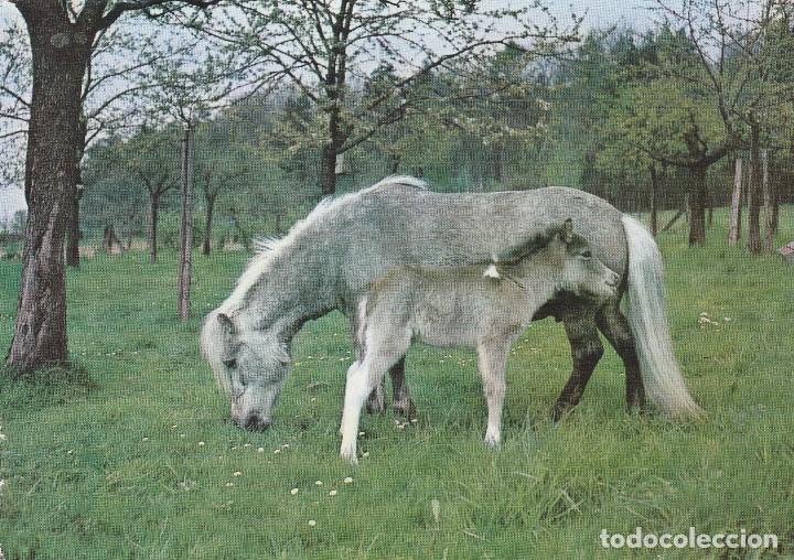 Cartes Postales: POSTAL BURRO / BURROS ASNO / ASNOS - 1000/2 - A&Ntilde;O 1975 - NUEVA