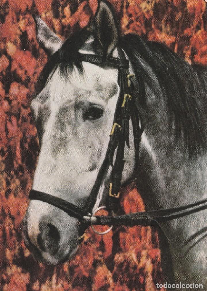 Postales: POSTAL CABALLO / CABALLOS - FF 971 - POPP VERIAG -  HEIDELBERG  - ALEMANIA  -  NUEVA