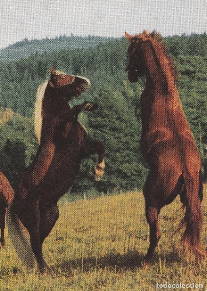 Cartes Postales: POSTAL CABALLO / CABALLOS - FF 744 - POPP VERIAG - HEIDELBERG - ALEMANIA - NUEVA