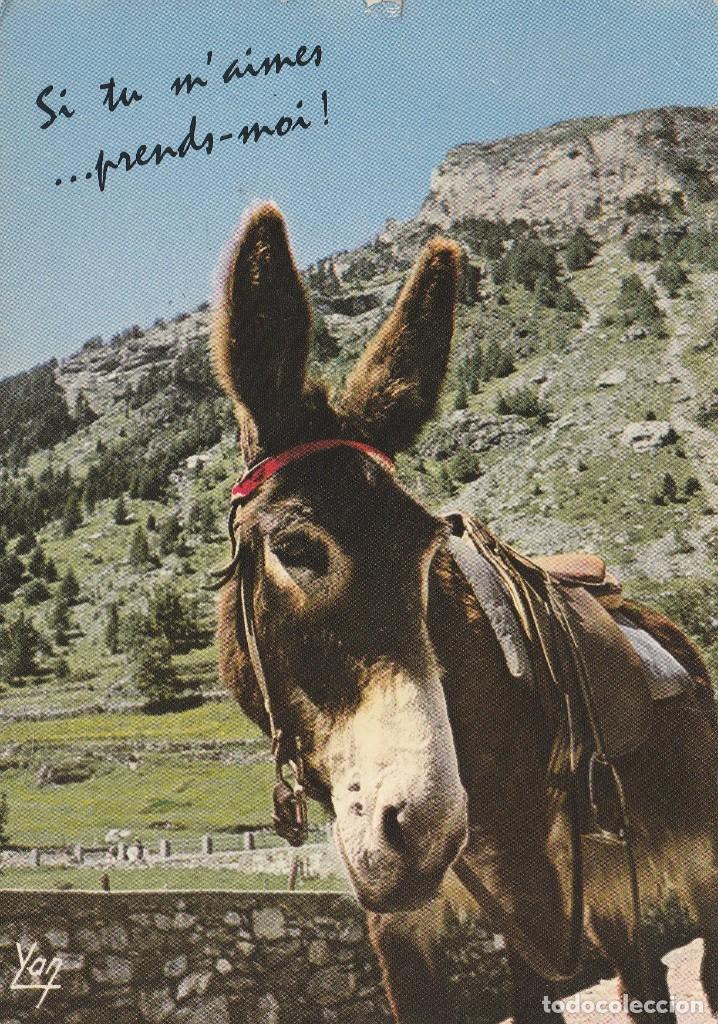 Cartes Postales: POSTAL CABALLO / CABALLOS / ASNO ANES DE GAVARNIE - ED CHAMBON - FRANCIA - 1966 - ESCRITA