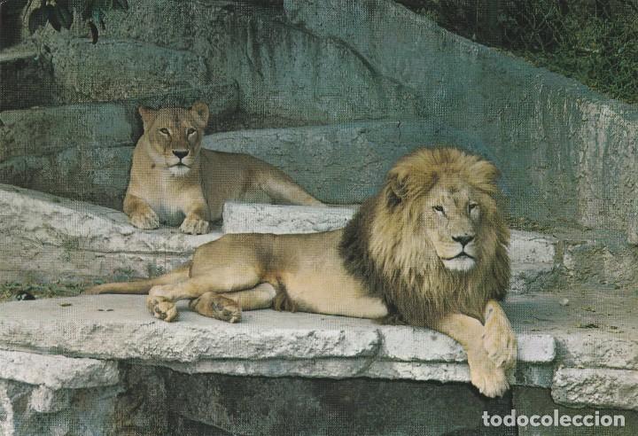 postal leones / leon - parque zoologico barcelo - Buy Antique postcards of  animals on todocoleccion