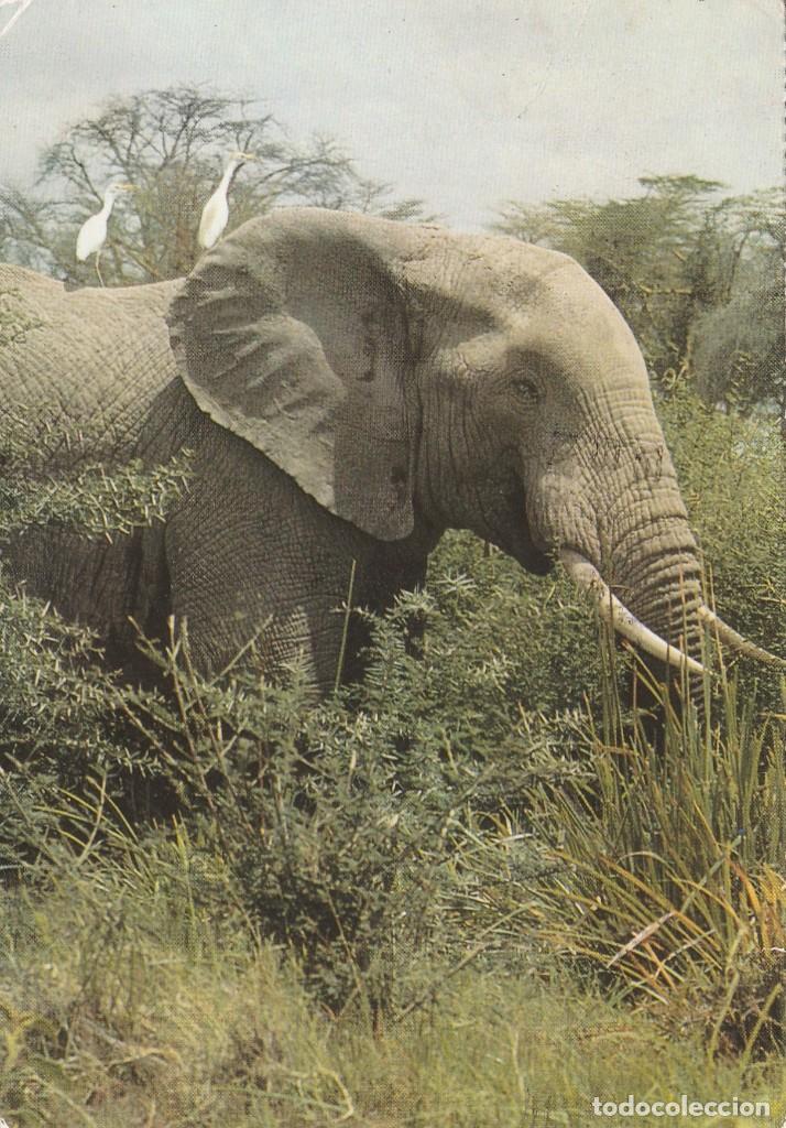 Cartes Postales: POSTAL MAMIFEROS - ELEFANTE  / ELEFANTES -  SIN MAS DATOS  - ESCRITA