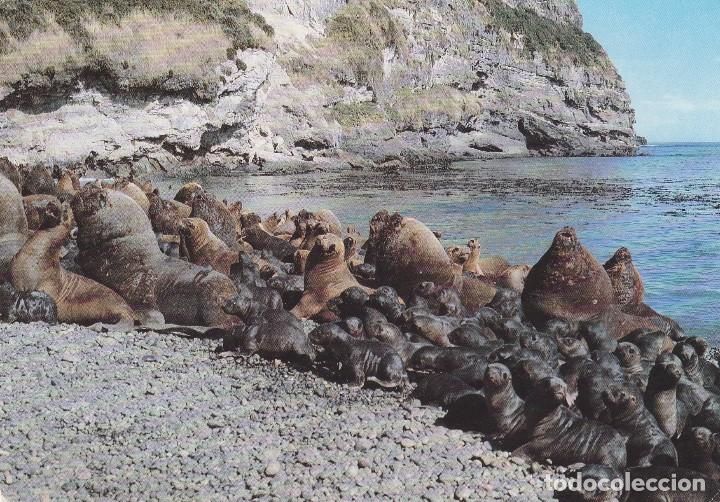 Cartes Postales: POSTAL MORSAS LEONES MARINOS - ISLA METALQUI - ANCUD CHILOAE - CHILE - ED CHARAD  - NUEVA