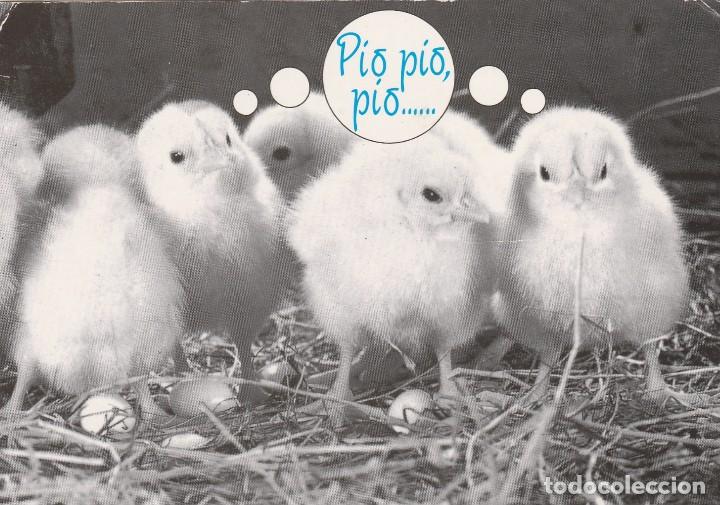 Cartes Postales: AVES - POLLITOS - POLLO -  ED. POPS  DETOT  - A&Ntilde;O 1991 - NO ESCRITA -