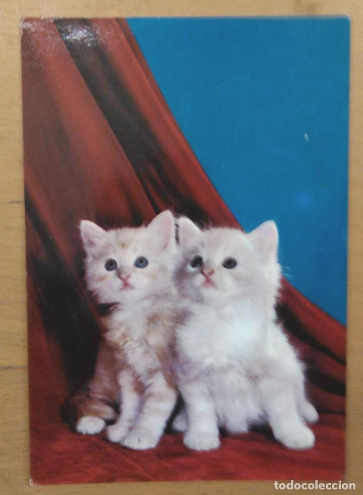 Cartes Postales: DOS GATITOS