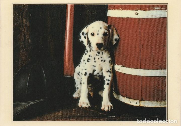 Postales: N&ordm; 28355 POSTAL PERRO