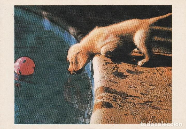Postales: N&ordm; 28360 POSTAL PERRO - Foto 1
