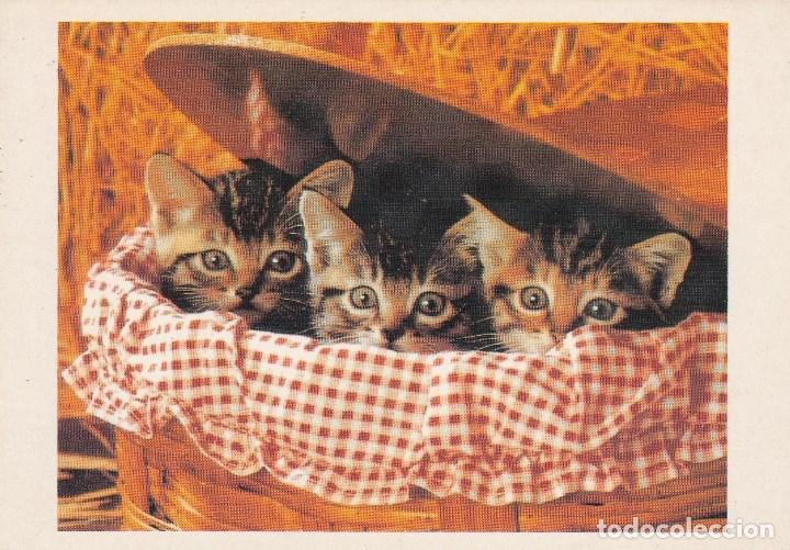 Postales: N&ordm; 28358 POSTAL GATOS - Foto 1