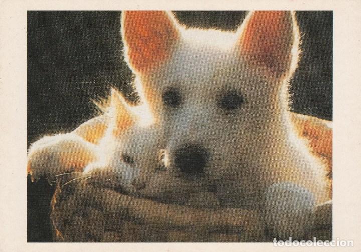 Postales: N&ordm; 28357 POSTAL PERRO Y GATO