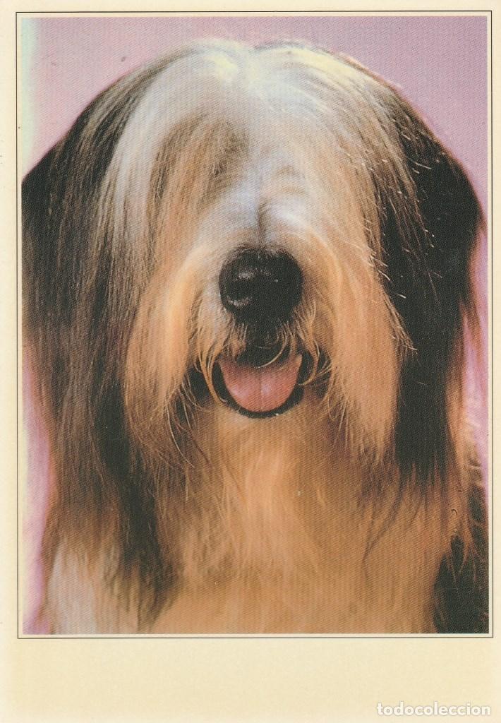Postales: N&ordm; 28354 POSTAL PERRO