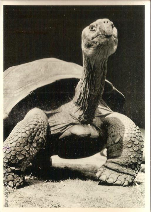 Cartes Postales: TORTUGA, GALAPAGOS c.1950 - photograh by YLLA - FOTOFOLIO - S/C