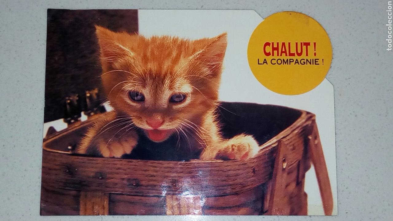 Cartes Postales: Postal de gatito Chalut la compagnie Bubbles cards Foto R. Cushman Hayes Combier Macon. Sin circular