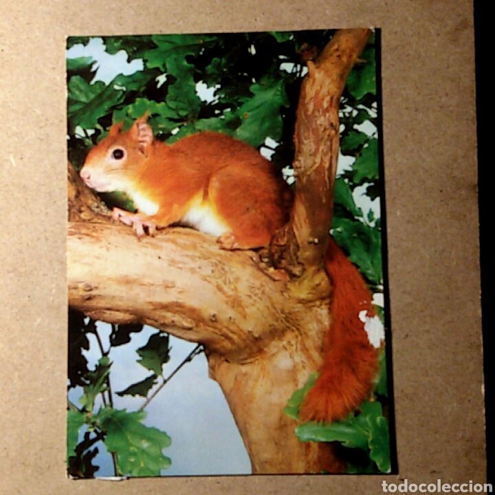 Cartes Postales: Tarjeta postal nescrita - ANCO 1/185