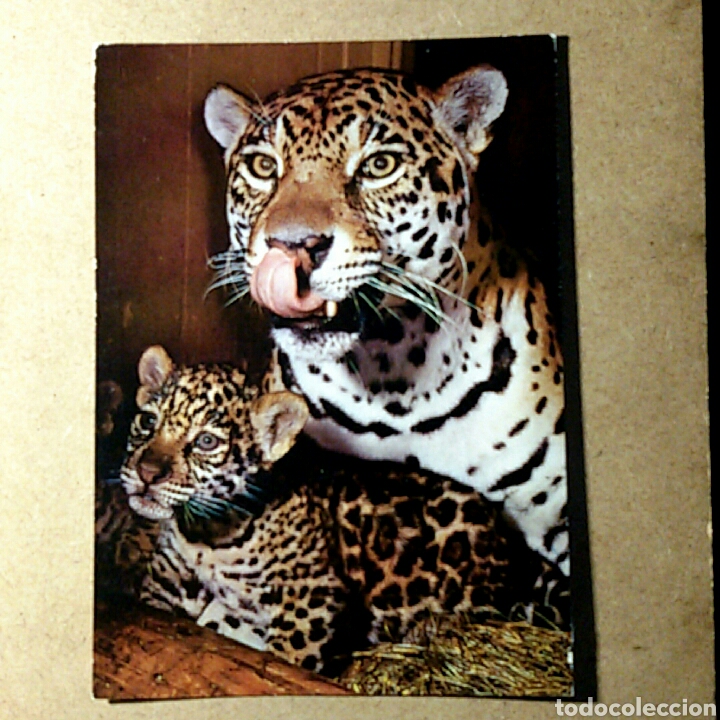Cartes Postales: Tarjeta postal nescrita - AGFACOLOR 8733