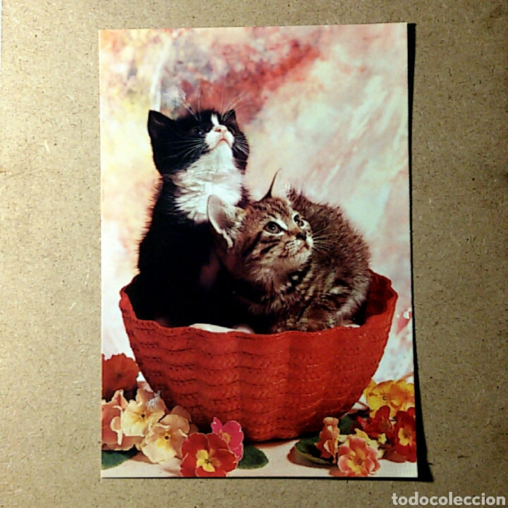 Cartes Postales: Tarjeta postal NO CIRCULADA - MAZARI F/506