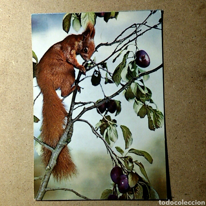 Cartes Postales: Tarjeta postal nescrita - EDITION KORSCH / 5355