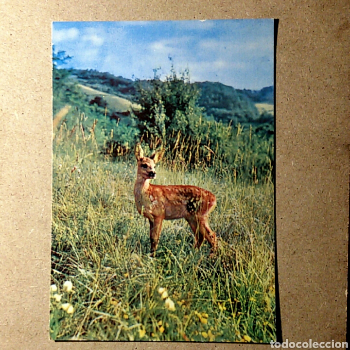Cartes Postales: Tarjeta postal nescrita - KRUGER