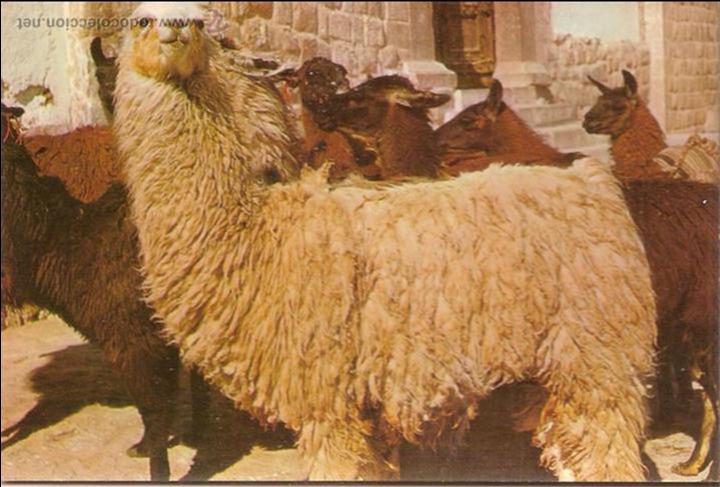 Cartes Postales: AUQU&Eacute;NIDOS DEL PERU - DT EDIMAR - SIN CIRCULAR