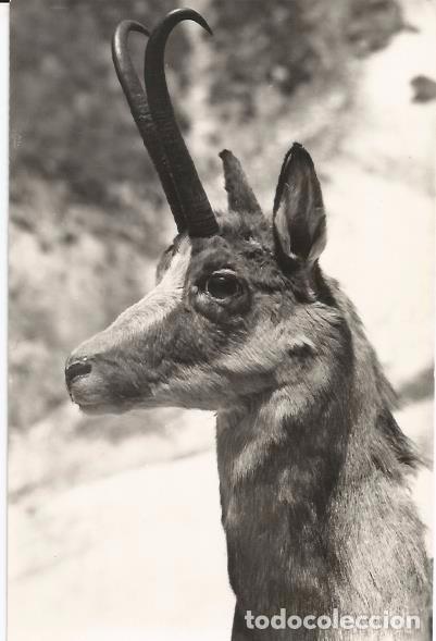 Cartes Postales: [POSTAL] Cabeza de Sarrio (Isard) A&ntilde;os 60' (circulada)
