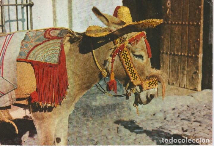 Cartes Postales: (209) TIPICO BURRO ANDALUZ