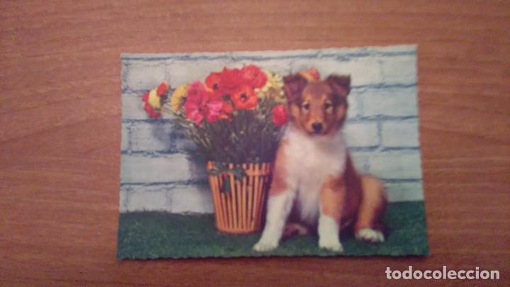 Postales: POSTAL PERRO SIN CIRCULAR