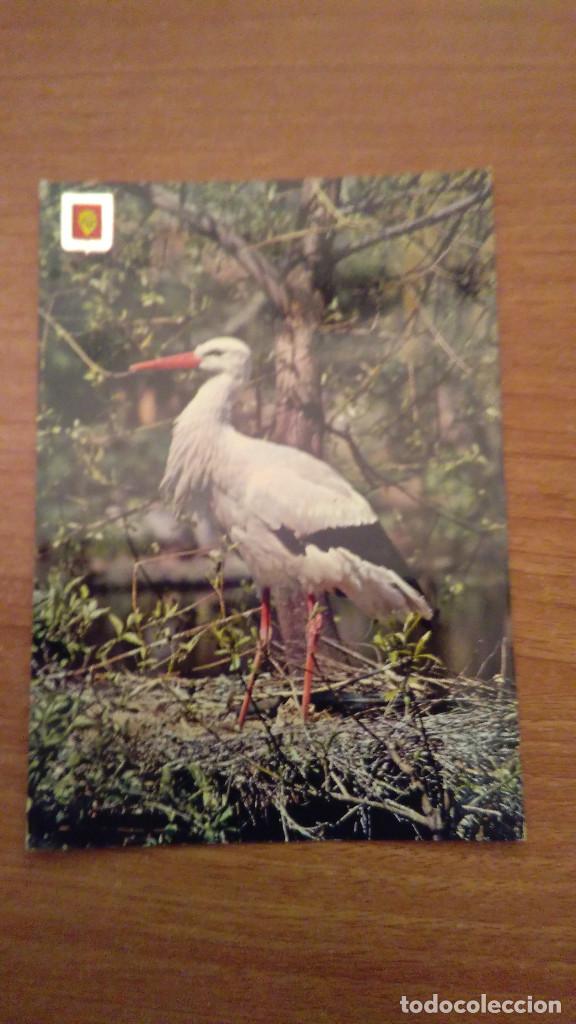 Postales: POSTAL ANIMALES SALVAJES ESCRITA