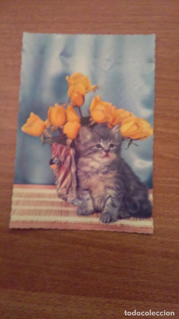 Postales: POSTAL GATO SIN CIRCULAR