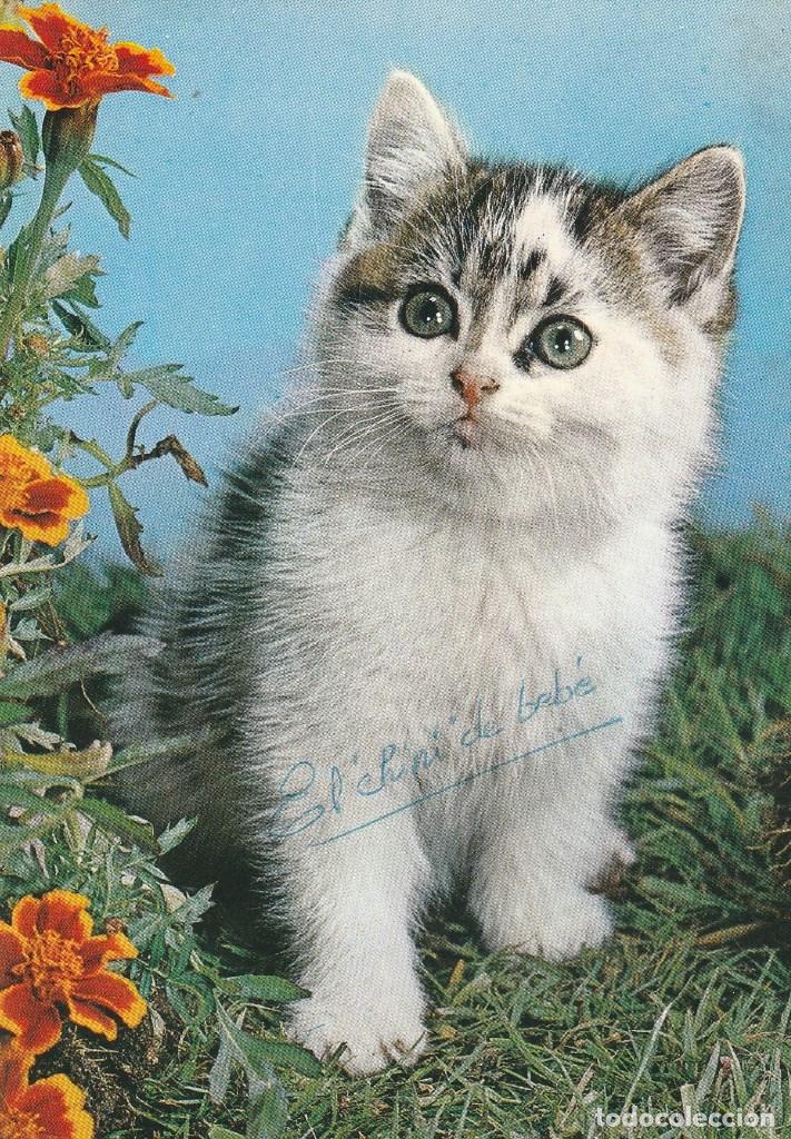 Postcards: N&ordm; 30186 POSTAL GATO
